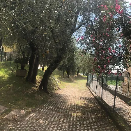 La Casa Sul - Olive Tree *